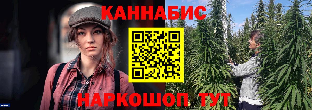 МАРИХУАНА сатива Луга